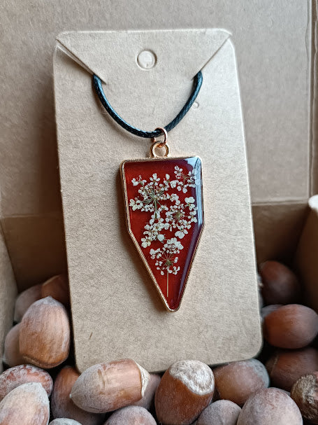 Collection Carotte sauvage sur fond rouge