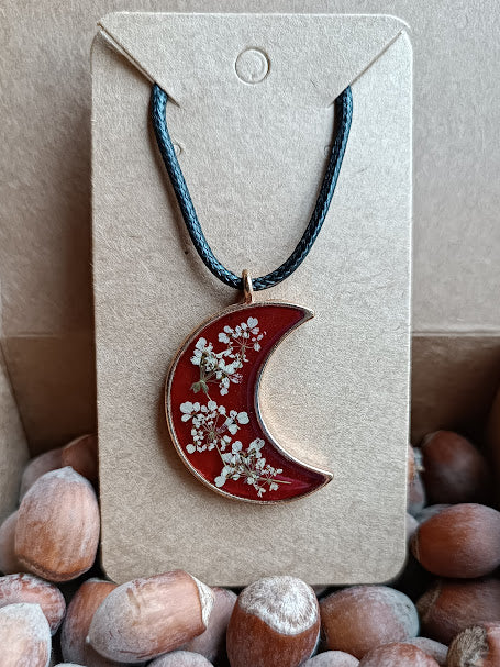 Collection Carotte sauvage sur fond rouge